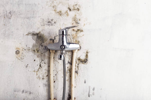 Best Same-Day Mold Removal  in Gordon, GA