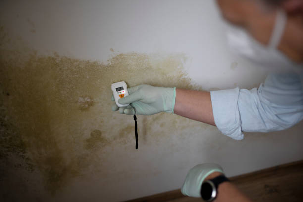 Crawl Space Mold Removal in Gordon, GA