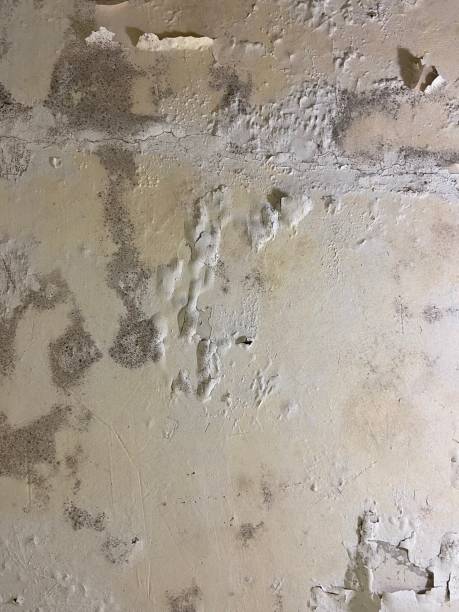 Best Mold Removal Specialists  in Gordon, GA
