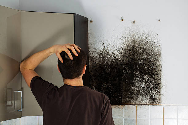 Attic Mold Removal in Gordon, GA