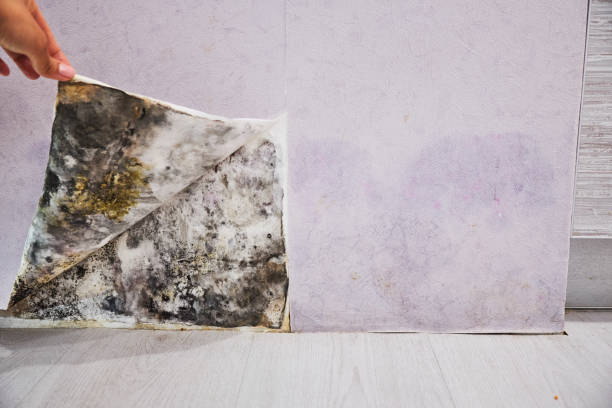 Best Mold Cleaning Services  in Gordon, GA
